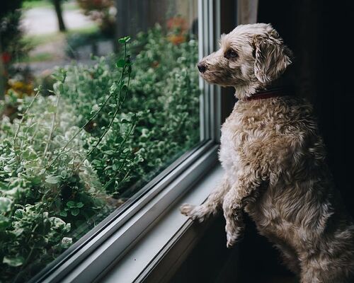 dogs-pets-walls-window