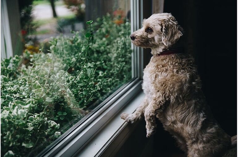 dogs-pets-walls-window